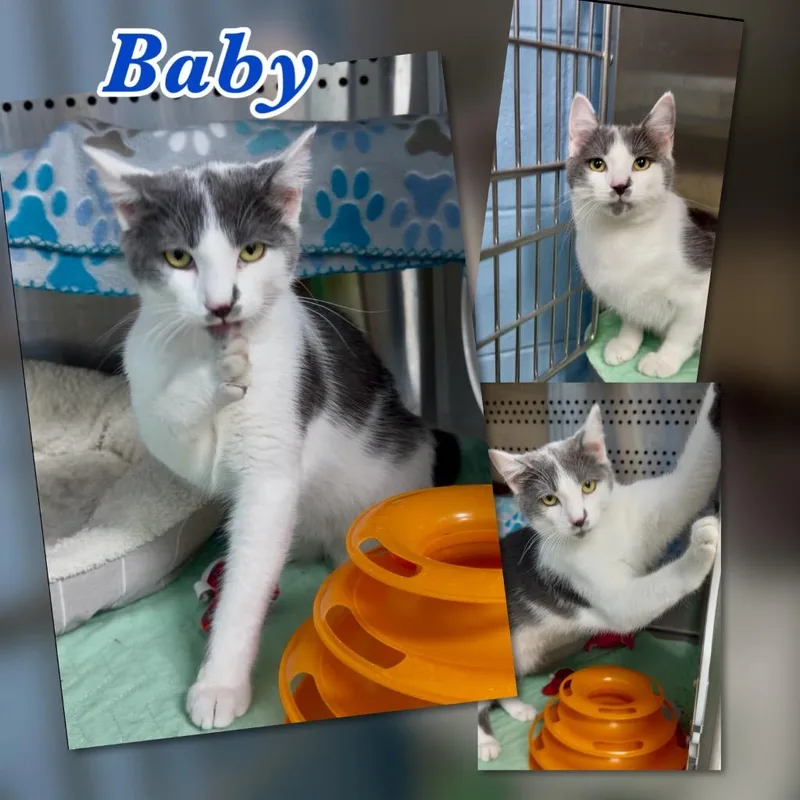 A baby small-sized male Domestic Short Hair cat named Baby for adoption in Blountville, TN