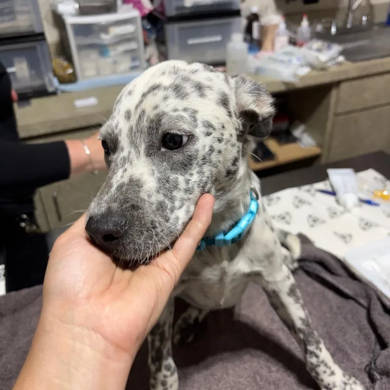 A baby small-sized male White / Cream Mixed Breed dog named Pongo for adoption in Milton, FL