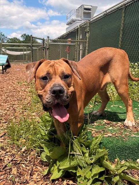 A young medium-sized male English Bulldog dog named Ham for adoption in Leesburg, VA