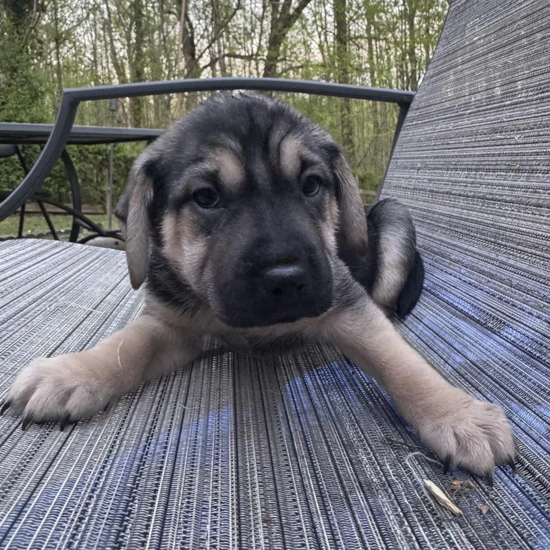 A baby small-sized male Brown / Chocolate Mixed Breed dog named Galvin for adoption in Fredericksburg, VA