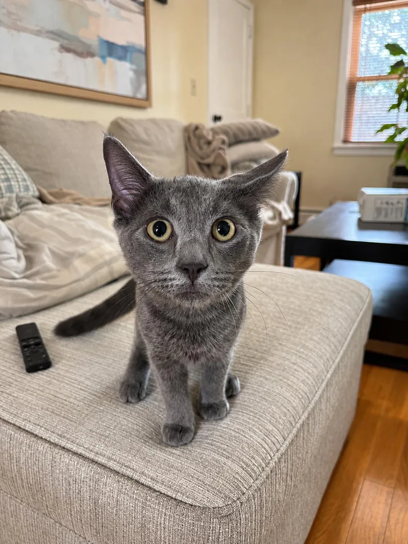 A baby medium-sized male Russian Blue cat named Smoke for adoption in Bethel, CT