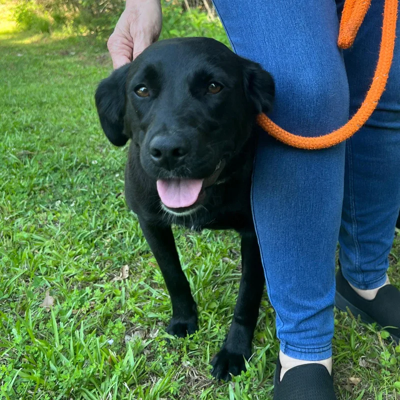 A young medium-sized female Labrador Retriever dog named Molly for adoption in Mc Cormick, SC