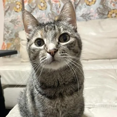 A senior medium-sized female Tabby (Brown / Chocolate) Domestic Short Hair cat named Mynx for adoption in Long Beach, MS