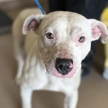A young medium-sized female White / Cream Pit Bull Terrier dog named Layla for adoption in Largo, FL