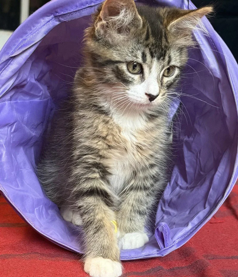 A baby medium-sized male Domestic Short Hair cat named Macchiato for adoption in Brooklyn, NY