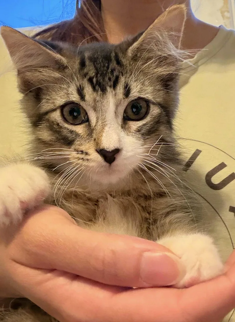 Macchiato thumbnail 2