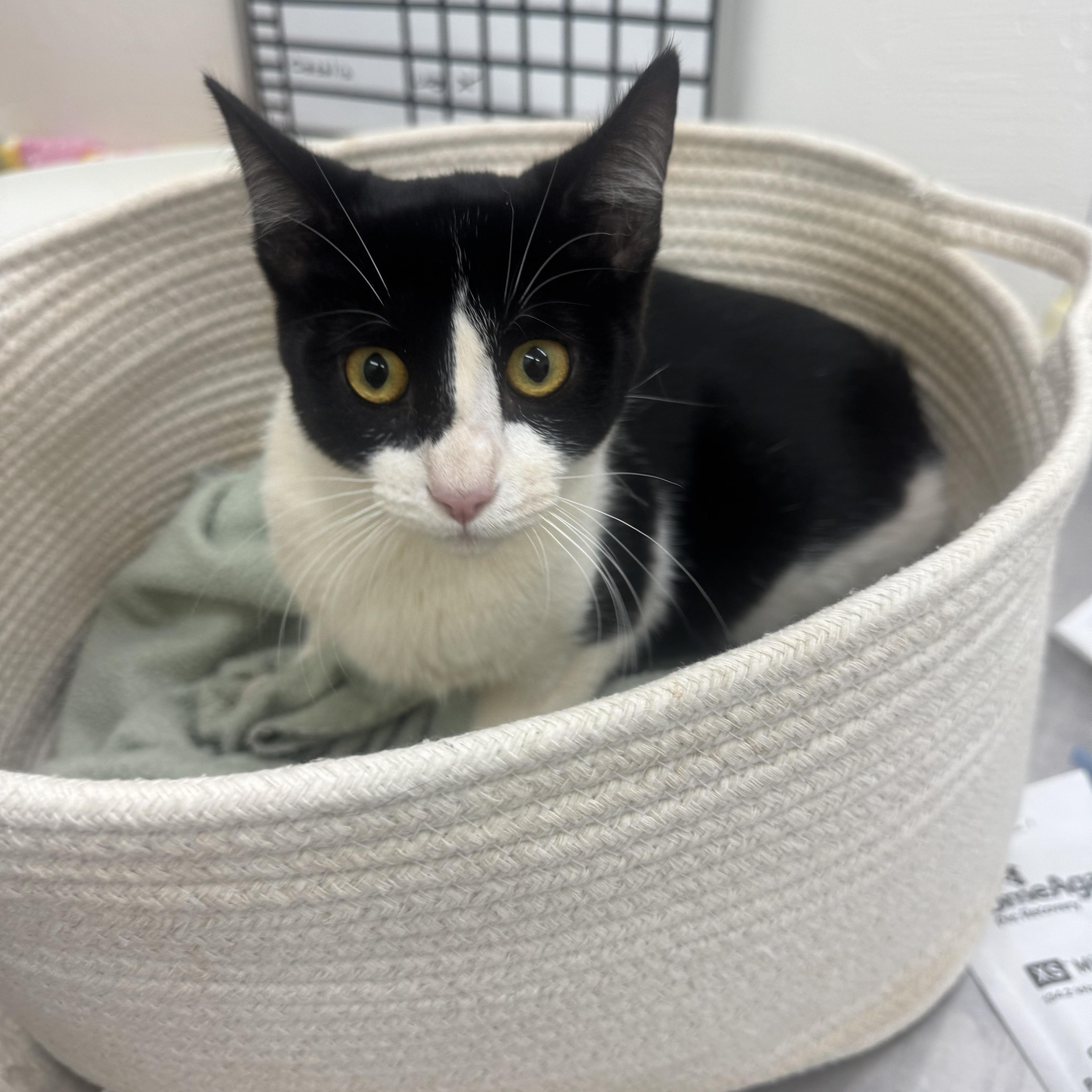 A baby medium-sized female Black & White / Tuxedo Domestic Short Hair cat named Star for adoption in Sonora, CA