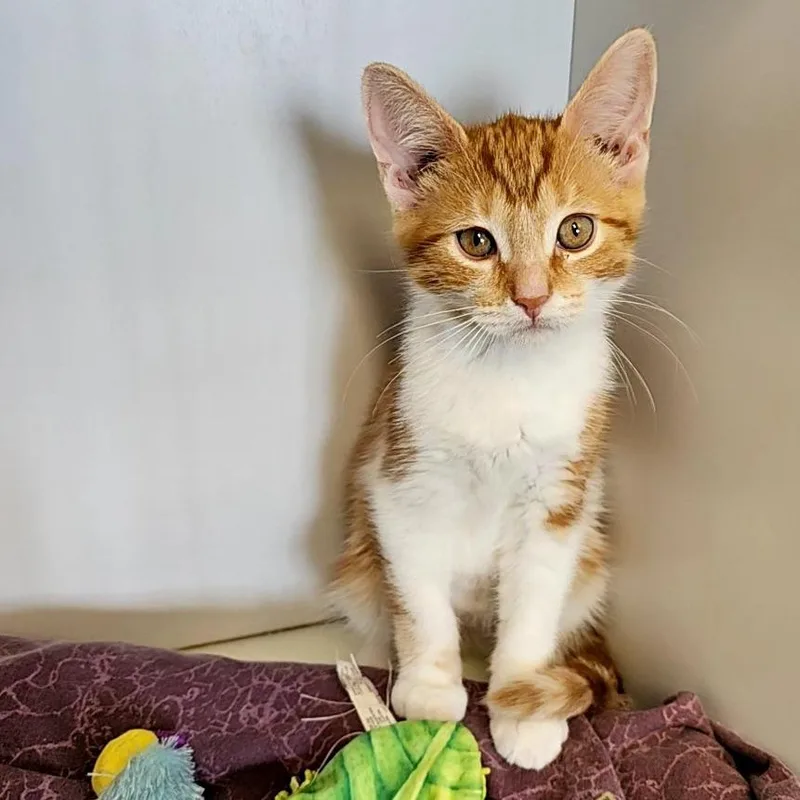 A baby small-sized male Orange / Red Domestic Short Hair cat named Quiver for adoption in Monroe, MI