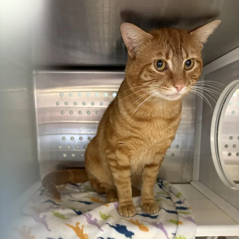A young large-sized male Orange / Red Domestic Short Hair cat named Poppy for adoption in Port Townsend, WA