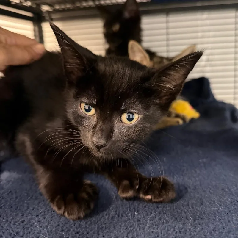 A baby small-sized male Black Domestic Short Hair cat named Fire Fly for adoption in Hampton Bays, NY