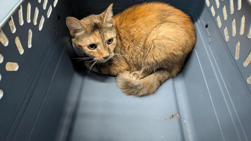 An adult small-sized female Domestic Short Hair cat named Rouge for adoption in Evansville, IN