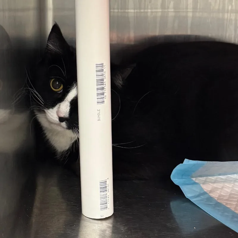 An adult medium-sized male Black Domestic Short Hair cat named Justin for adoption in Salt Lake City, UT