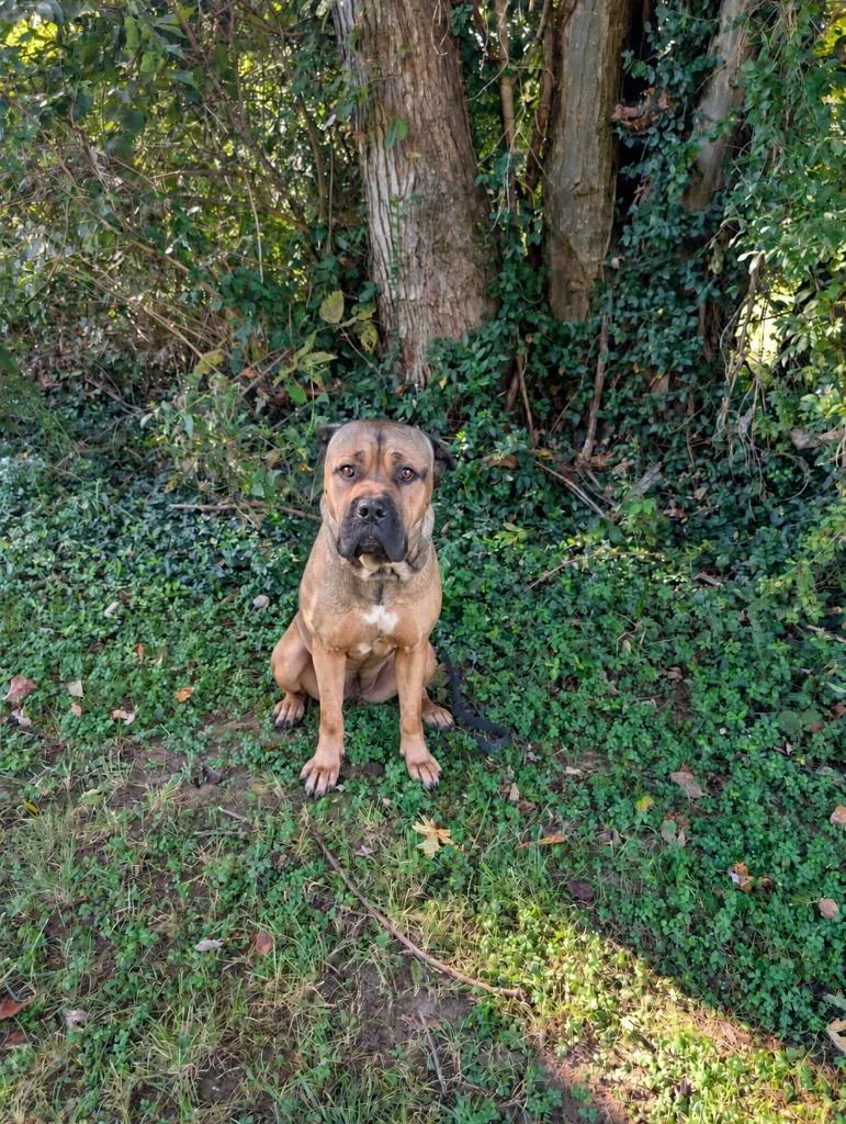 An adult extra large-sized female Yellow / Tan / Blond / Fawn Cane Corso dog named Betty for adoption in Maysville, KY