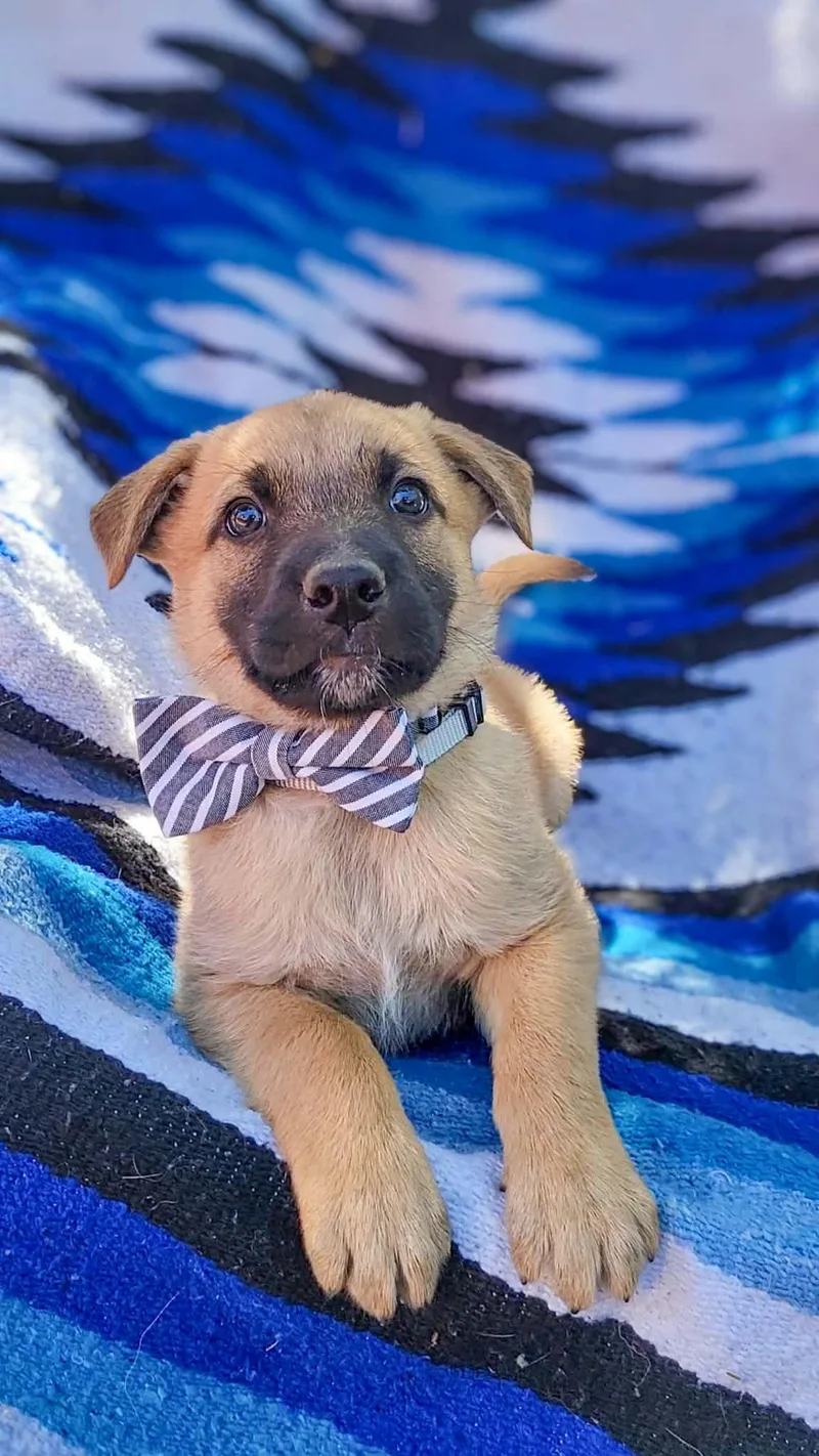 A baby large-sized male German Shepherd Dog dog named Hornet for adoption in Anza, CA