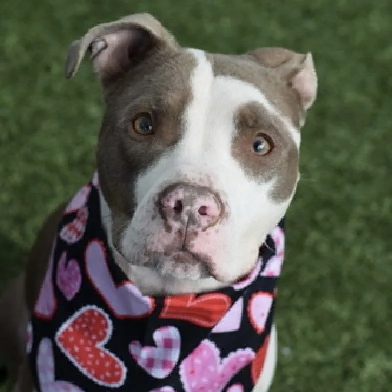 An adult medium-sized female American Staffordshire Terrier dog named Solstice for adoption in Long Island City, NY