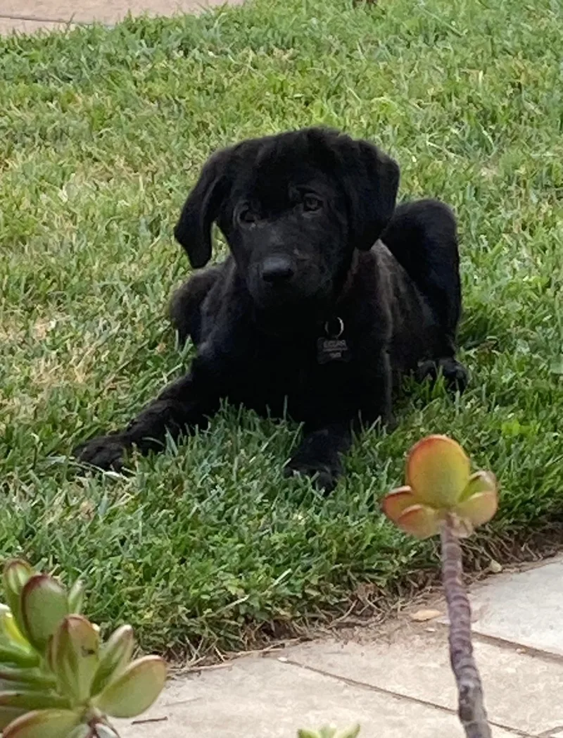 A baby large-sized male Black Labrador Retriever dog named Skipper for adoption in Concord, CA