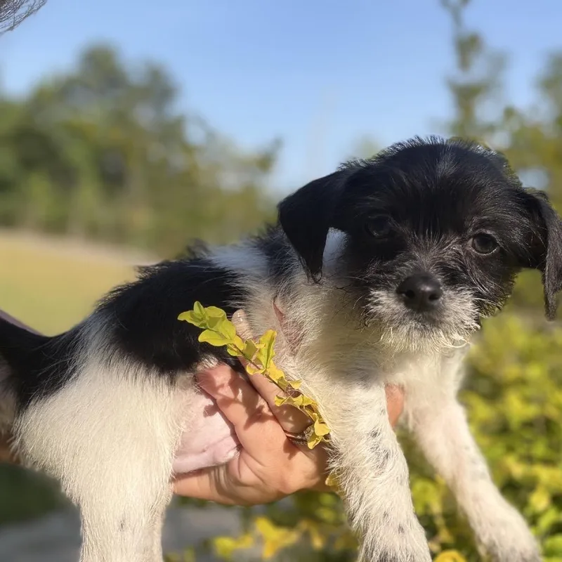 A baby small-sized male White / Cream Havanese dog named Kaleo for adoption in Baton Rouge, LA