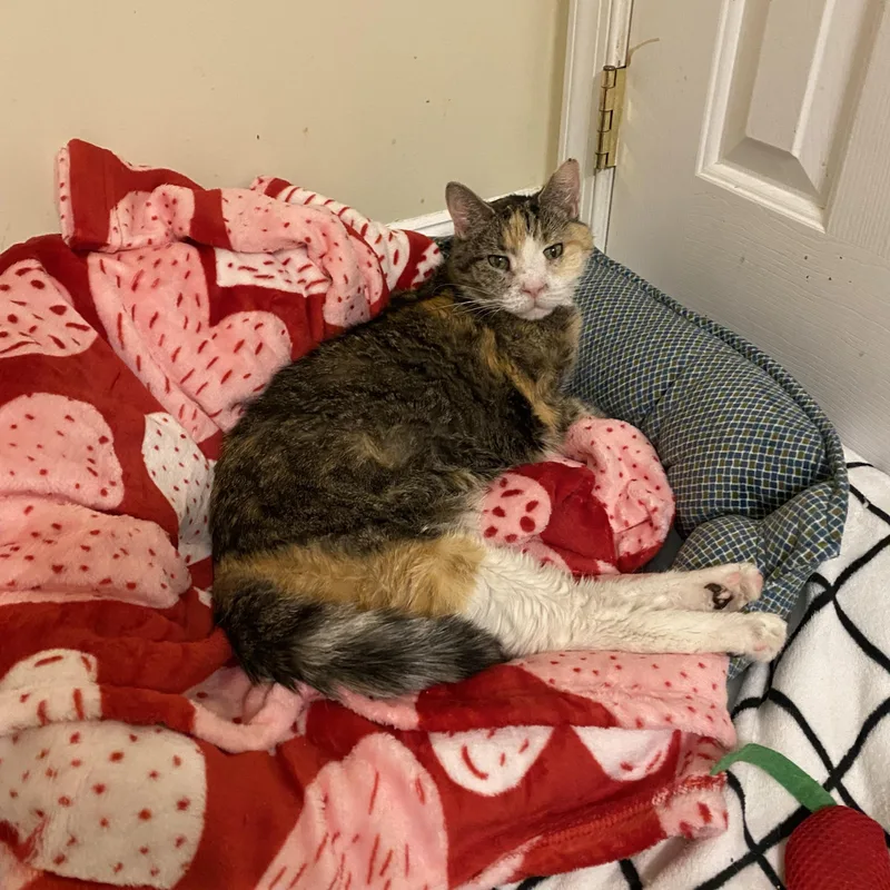 A senior medium-sized female Calico Domestic Short Hair cat named Alaska for adoption in Philadelphia, PA