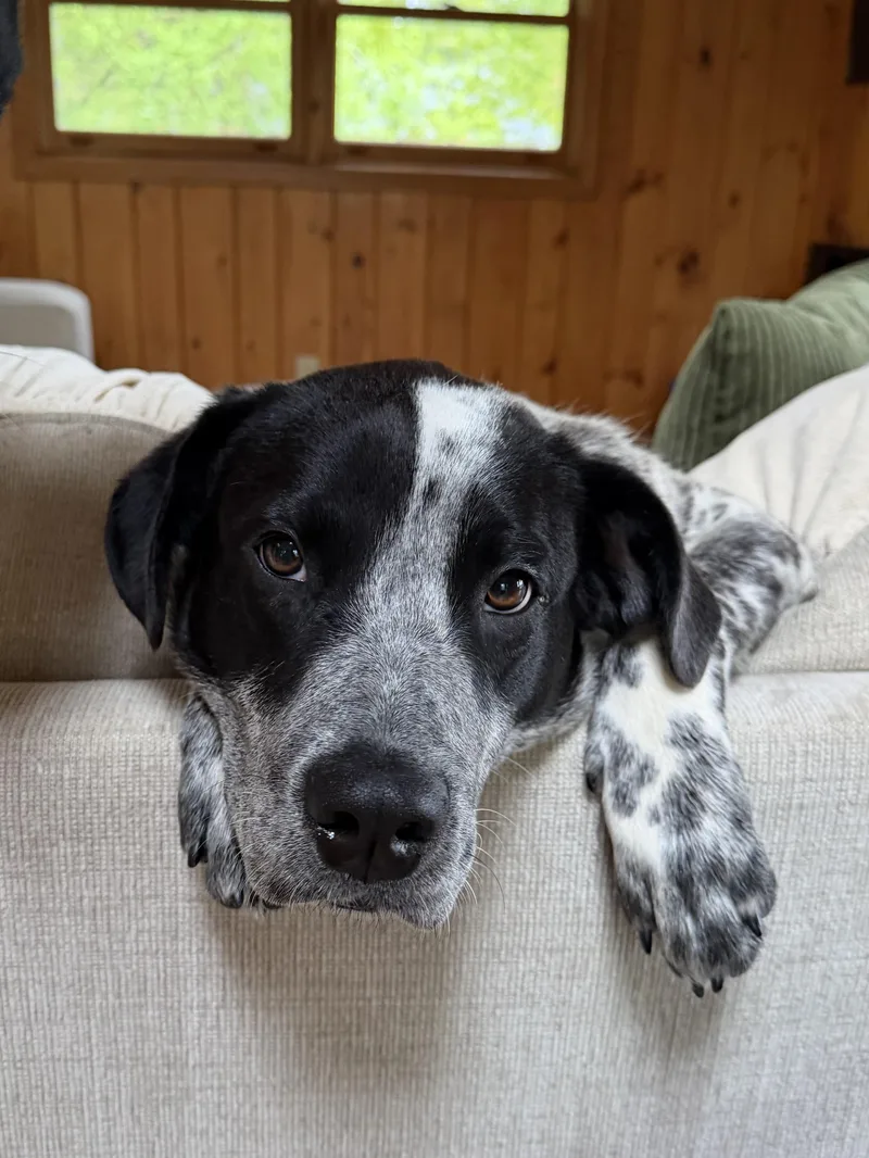 A young medium-sized male Gray / Blue / Silver Australian Cattle Dog / Blue Heeler dog named Jepp for adoption in Garden City, NY