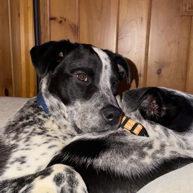 Jepp thumbnail 3