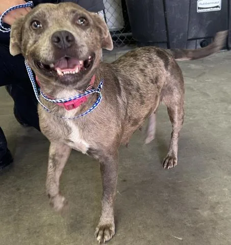 A young medium-sized female Mixed Breed dog named Cammi for adoption in Pensacola, FL