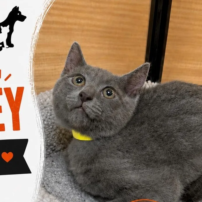A baby medium-sized male Domestic Short Hair cat named Conley for adoption in atlanta, GA