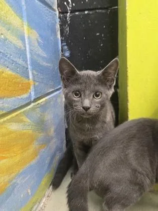 A baby small-sized male Domestic Short Hair cat named Earl for adoption in Savannah, GA
