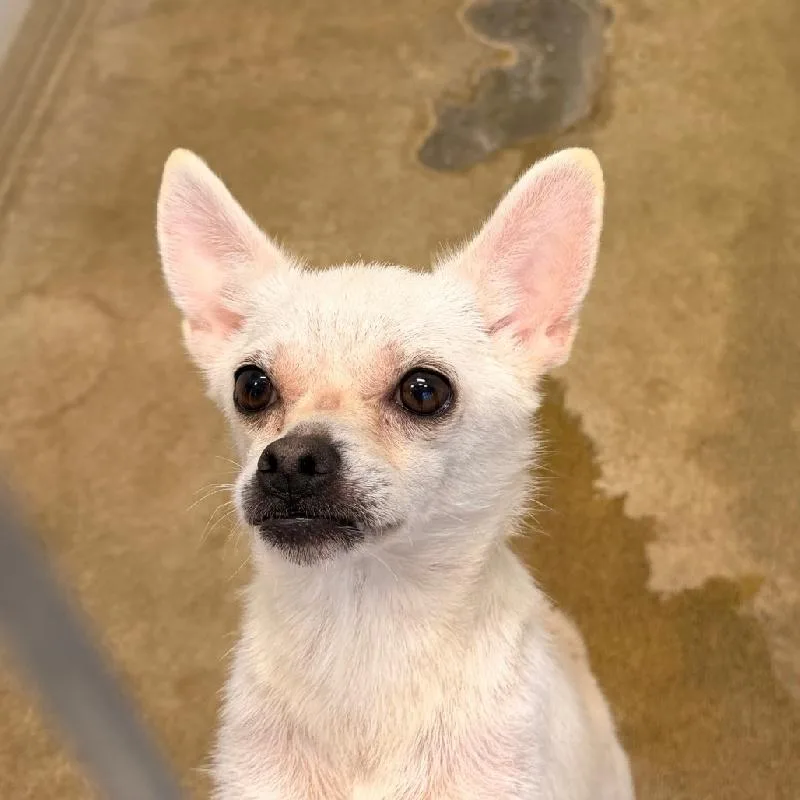 An adult small-sized female Chihuahua dog named Luna for adoption in Aurora, IL