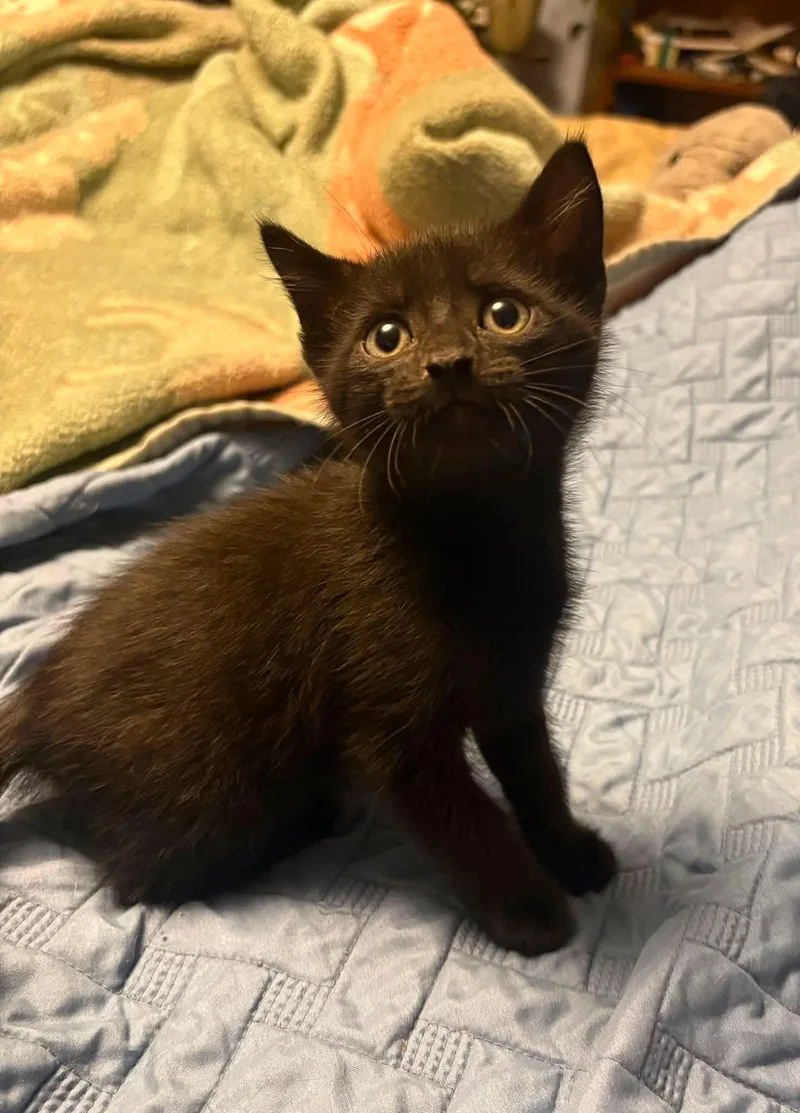 A young medium-sized male Black Domestic Short Hair cat named Christopher for adoption in Manhattan, KS