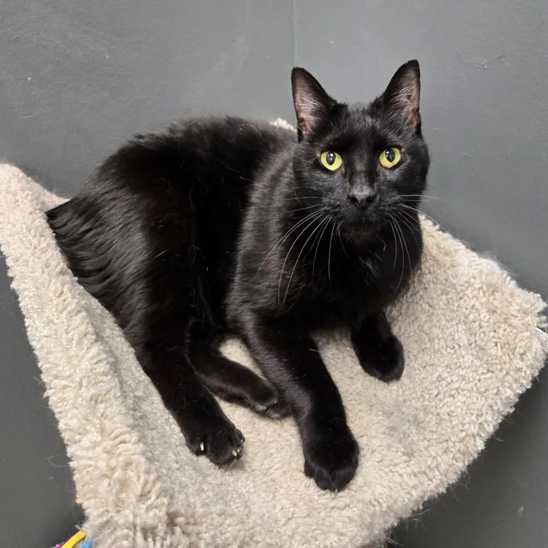 A senior large-sized female Black Domestic Short Hair cat named Pootie for adoption in Hamburg, NY