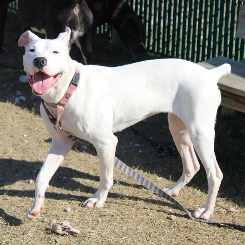 An adult medium-sized female White / Cream Boxer dog named Vienna for adoption in Cleveland, MS
