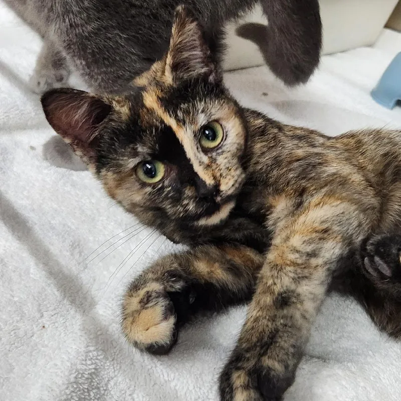 A baby small-sized female Domestic Short Hair cat named Daphne for adoption in Eureka, CA