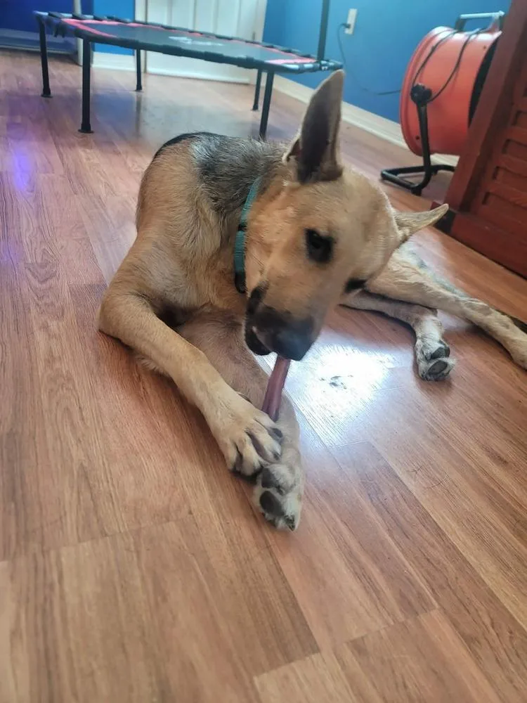 An adult large-sized male Brown / Chocolate German Shepherd Dog dog named Landeaux for adoption in Sealy, TX