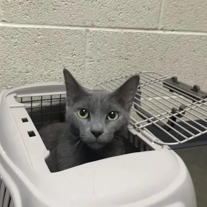 A young medium-sized female Gray / Blue / Silver Domestic Short Hair cat named Leafhopper for adoption in DeKalb, IL