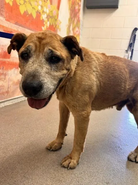 A senior medium-sized male German Shepherd Dog dog named Jake for adoption in San Bernardino, CA
