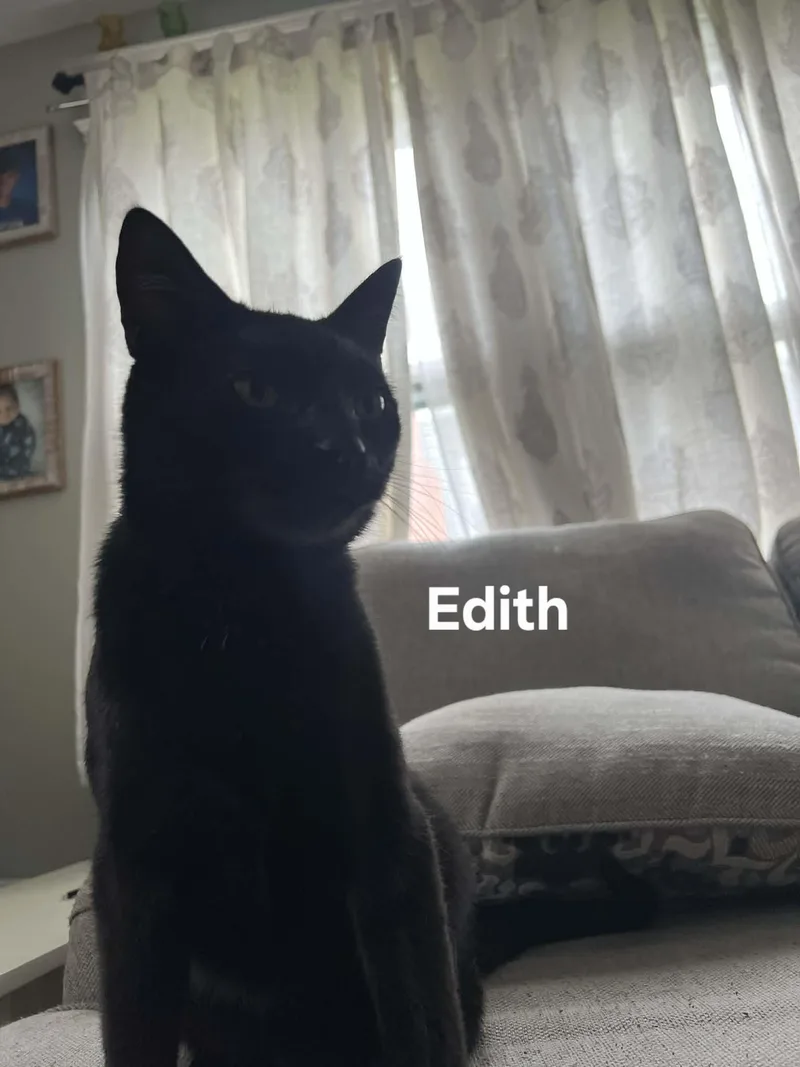 An adult medium-sized female Black Domestic Short Hair cat named Edith for adoption in Chicopee, MA