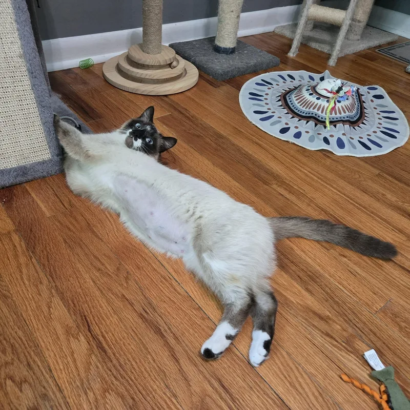 Nika