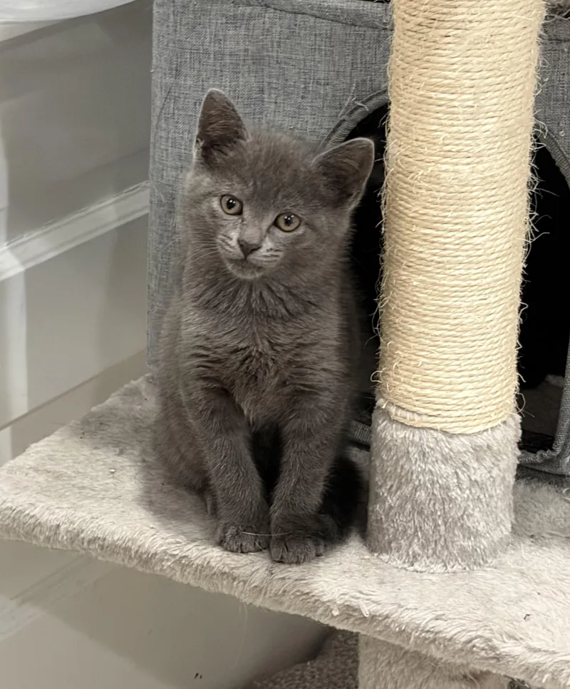 A baby medium-sized female Gray / Blue / Silver Domestic Short Hair cat named Penne for adoption in East Amherst, NY