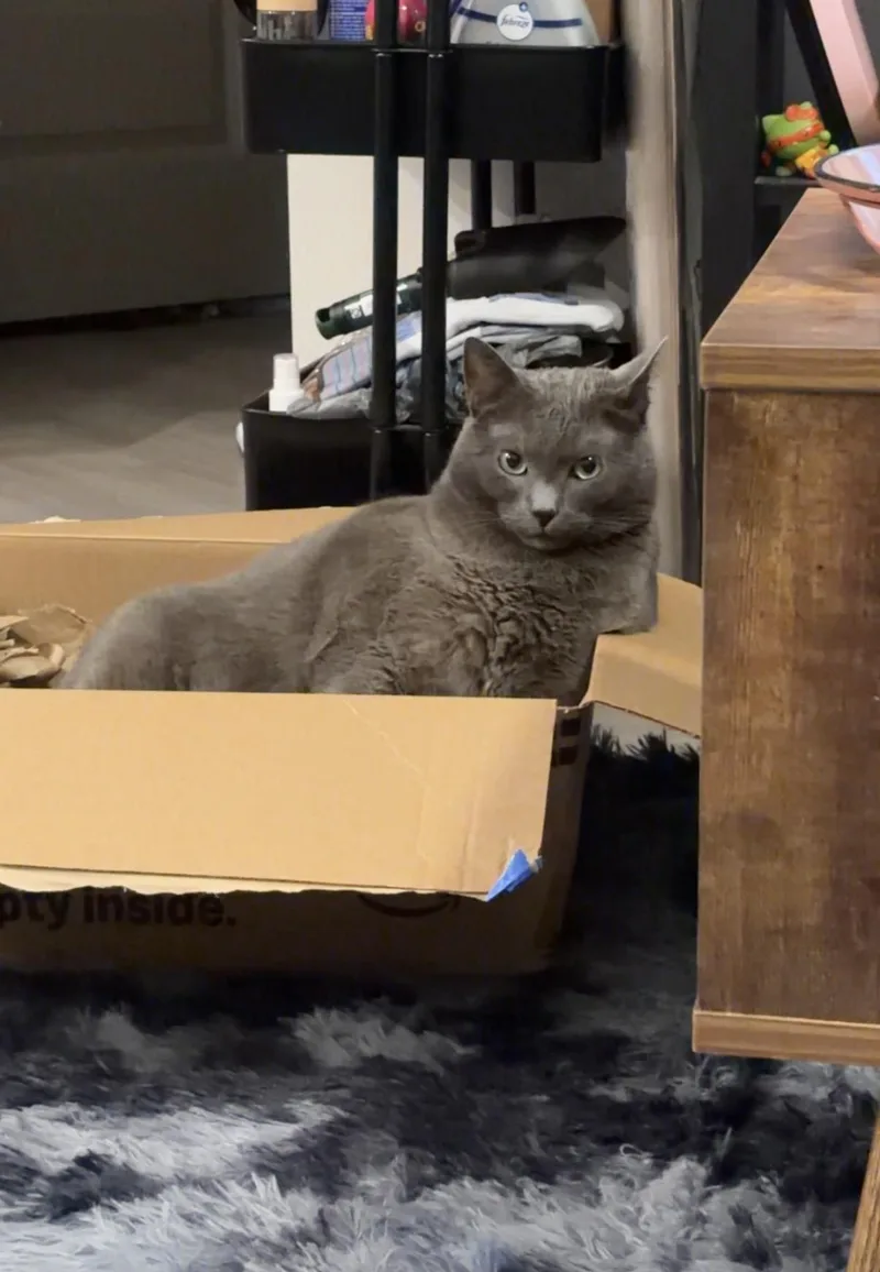 An adult large-sized male Russian Blue cat named Jaspurr for adoption in Wimauma, FL