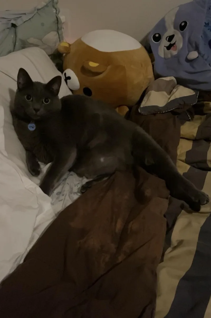 Jaspurr thumbnail 3