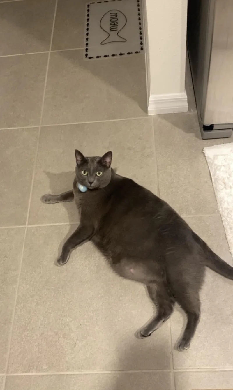 Jaspurr thumbnail 4