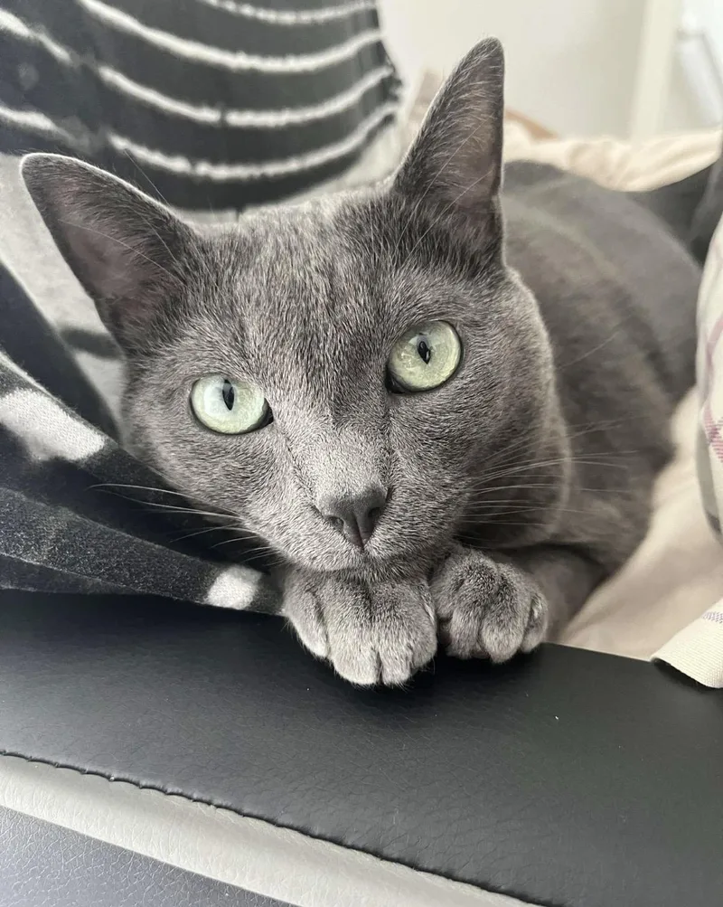 Jaspurr thumbnail 6