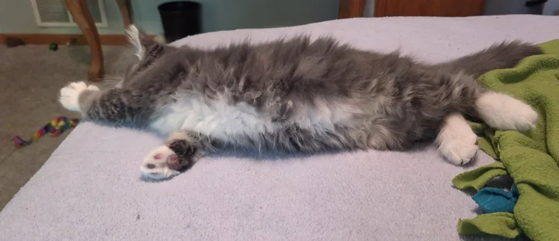 A baby medium-sized male Domestic Short Hair cat named Clay for adoption in River Falls, WI