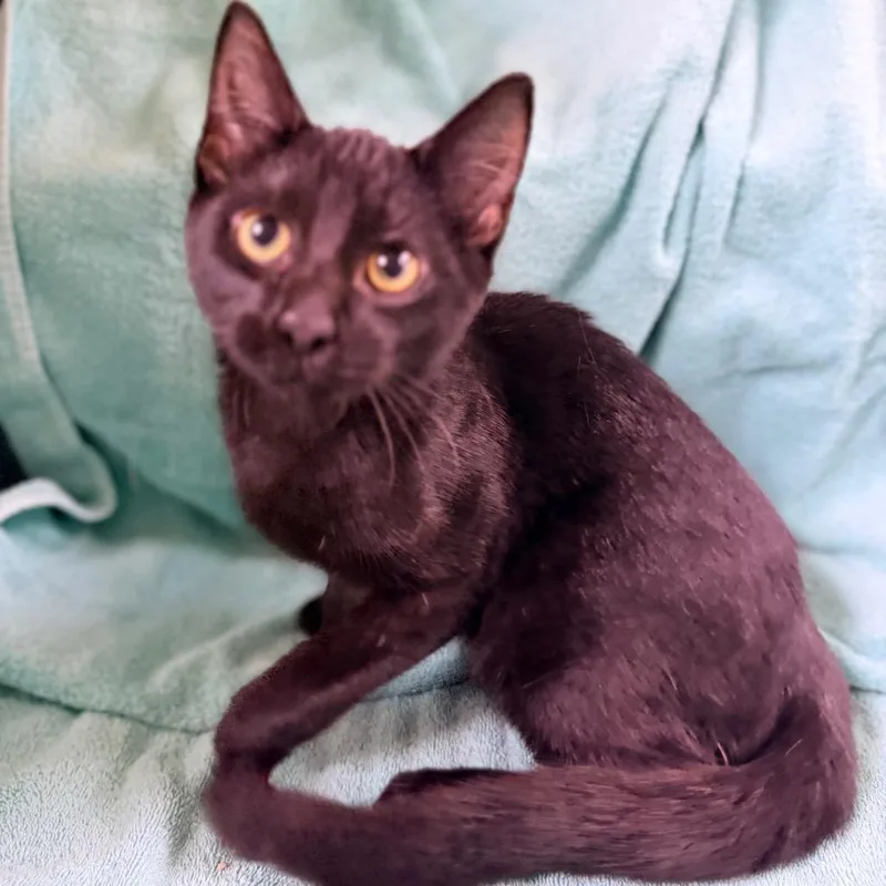 A baby medium-sized male Black Domestic Short Hair cat named Hashbrown for adoption in Columbus, GA