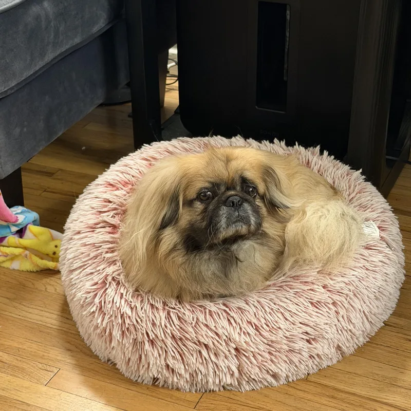 A senior small-sized male Pekingese dog named Niko for adoption in Los Angeles, CA