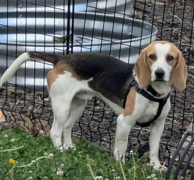A young medium-sized male Beagle dog named Theodore for adoption in Portland, OR