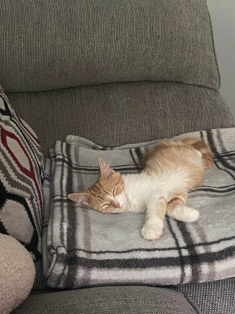A baby medium-sized female Domestic Medium Hair cat named Cher for adoption in Succasunna, NJ