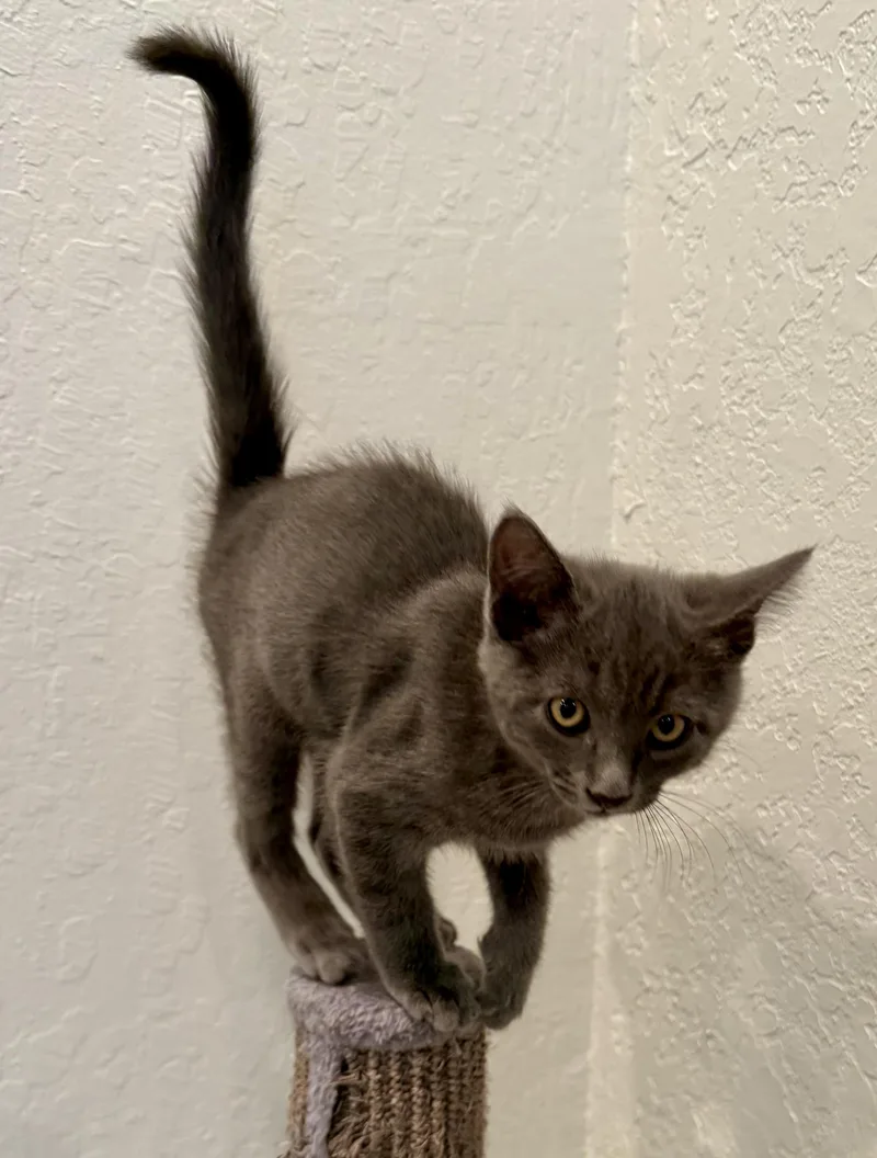 A baby medium-sized male Gray / Blue / Silver Domestic Short Hair cat named Elmer for adoption in San Jose, CA