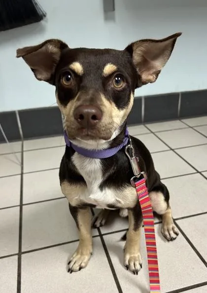An adult small-sized male Chihuahua dog named Alvin for adoption in Largo, FL