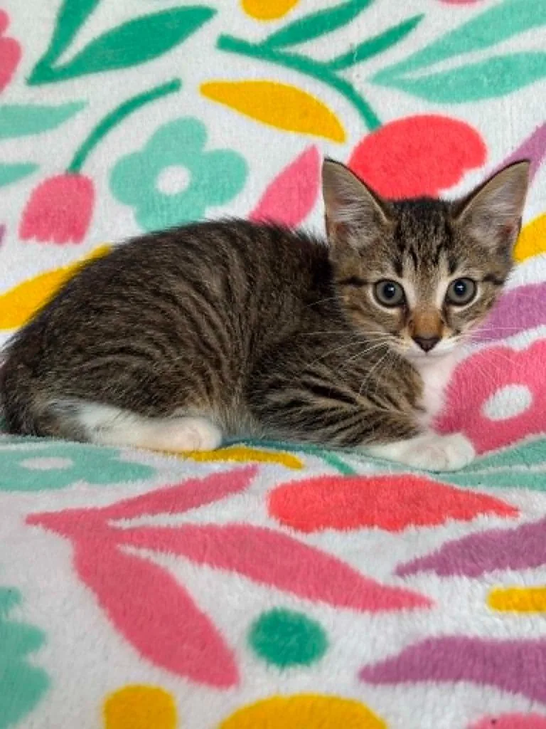 A baby small-sized male Domestic Medium Hair cat named Cayden for adoption in Warrenton, NC